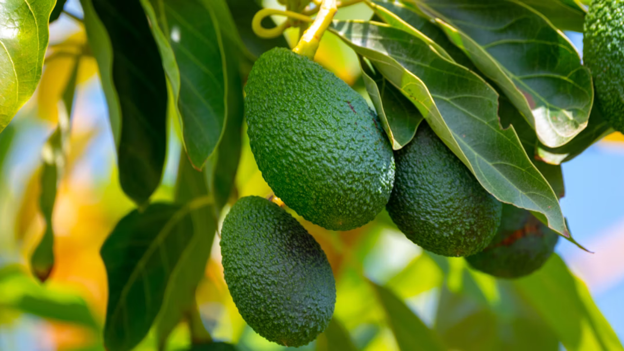 Hass Avocado Farming in Kenya